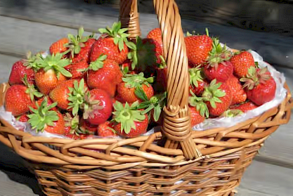 Mansikoita Ylirautian tilalta