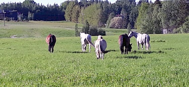 sata-hameen-ratsastuskoulu